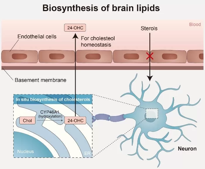 figure 2 Biosynthesis of brain lipids